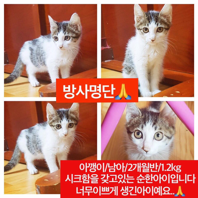 곧 안락사 될 강아지랑 방사 될 고양이 봐줘ㅜㅜ | 인스티즈