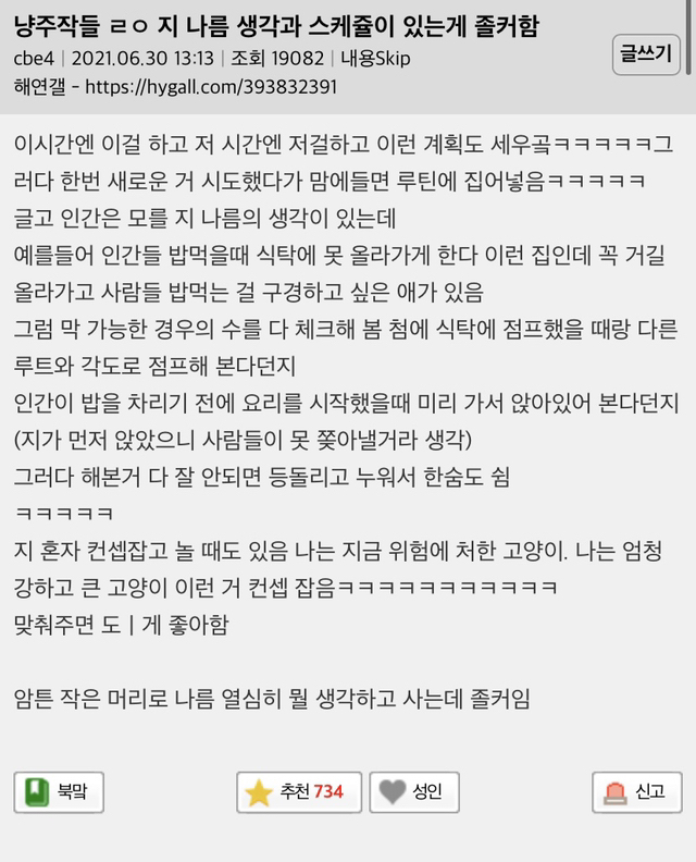 고양이들 자기만의 스케쥴 있는거 귀여움.jpg | 인스티즈