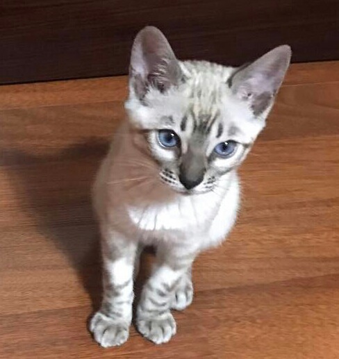 비투비 육성재의 고양이 삼이 | 인스티즈