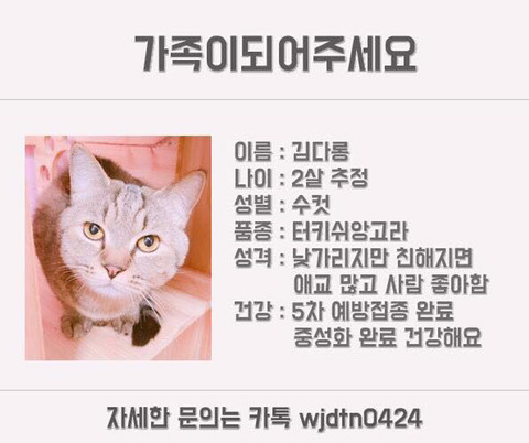 안락사명단 강아지 고양이 너무많아 꼭 봐줘..ㅠㅠ | 인스티즈