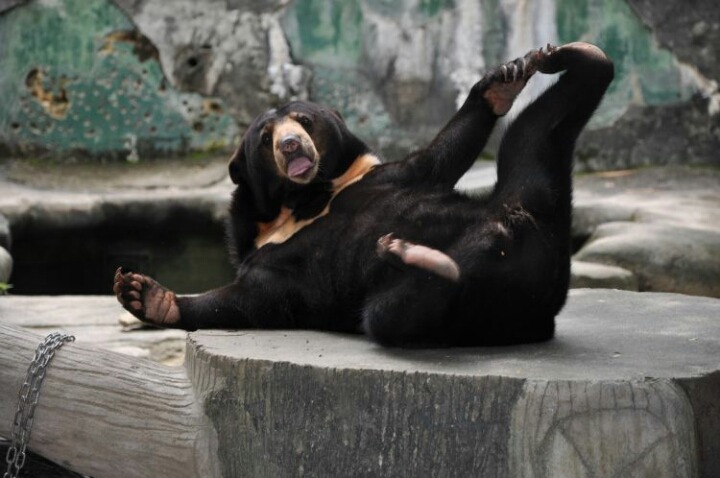 기괴하게 생긴걸로는 만렙보스인 말레이곰 (혐오주의) | 인스티즈