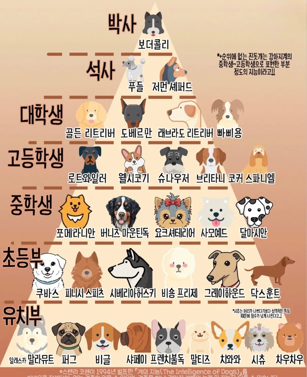 강아지 지능 순위 | 인스티즈