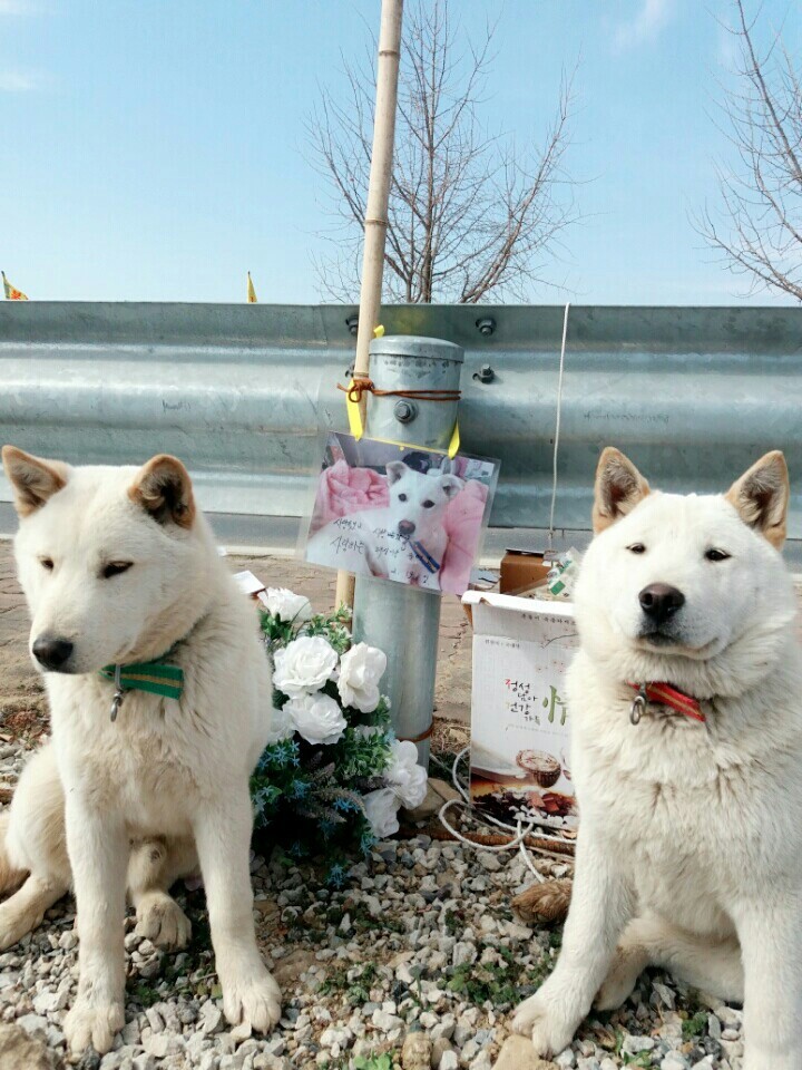 나의 반려견 매실이가 개소주가 되어 돌아온것을 알리니 사람들은 나를 개소주녀 라고 부릅니다 | 인스티즈