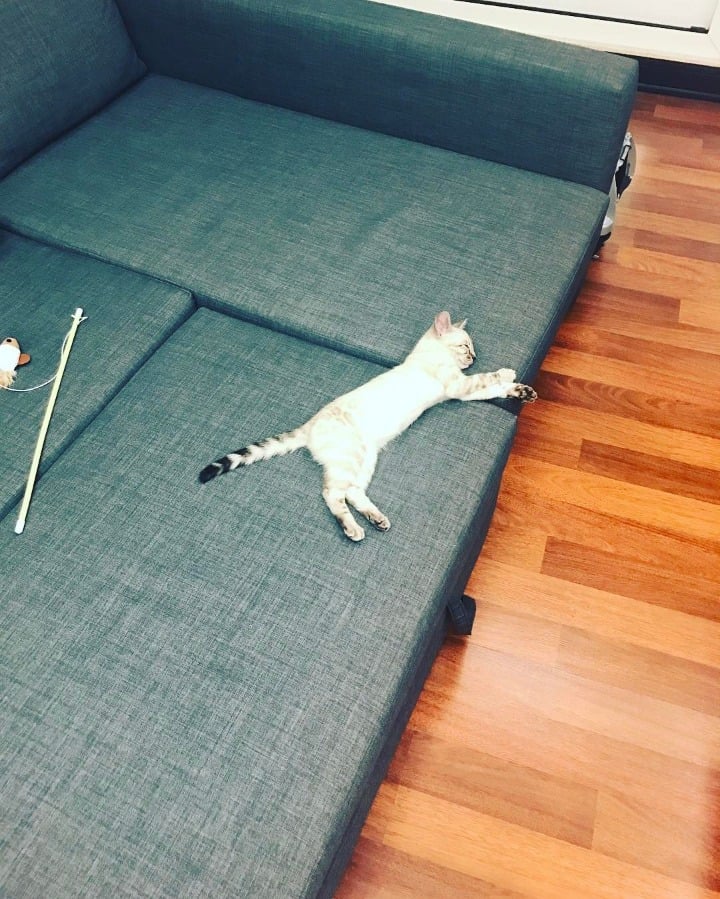 비투비 육성재의 고양이 삼이 | 인스티즈