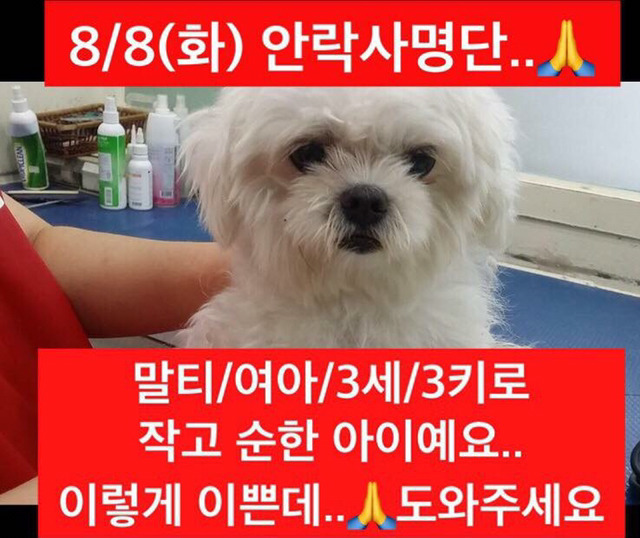 곧 안락사 될 강아지랑 방사 될 고양이 봐줘ㅜㅜ | 인스티즈