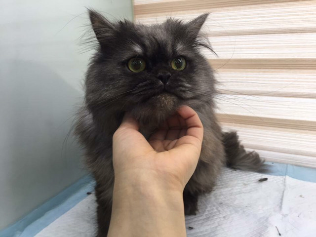 제발!!ㅠㅠ 갓태어난 고양이들,안락사명단 애기들 도와줘.. | 인스티즈