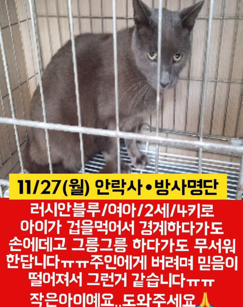 낼 안락사될 아이들 한번씩이라도 보고가줘ㅠㅠㅠ | 인스티즈