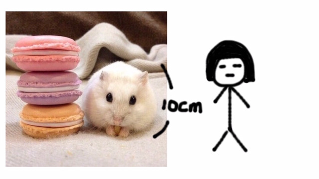 [고르기] 키 크기 vs 키 작기 | 인스티즈