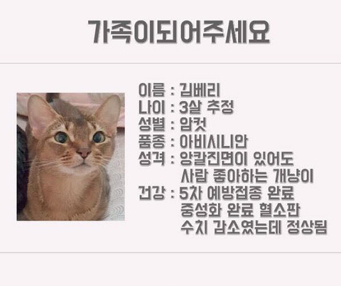 안락사명단 강아지 고양이 너무많아 꼭 봐줘..ㅠㅠ | 인스티즈