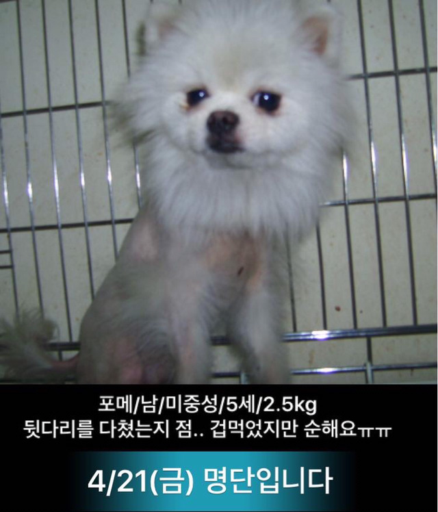 금요일날 안락사 되는 애기들이래ㅠㅠ | 인스티즈