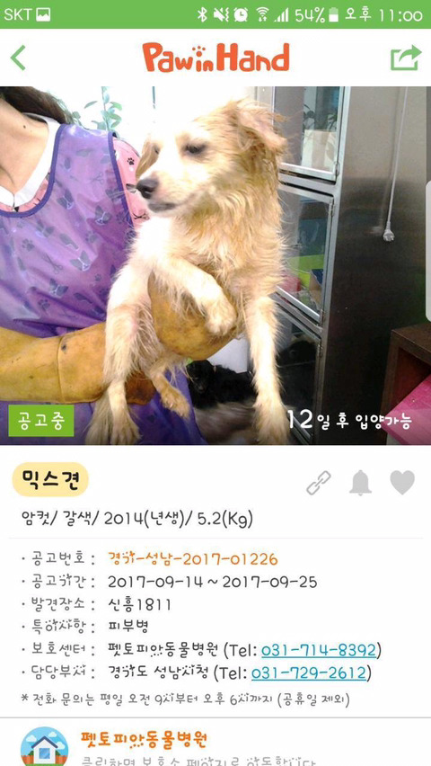 안락사명단 강아지 고양이 너무많아 꼭 봐줘..ㅠㅠ | 인스티즈