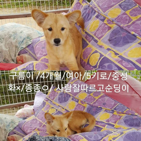 안락사명단 강아지 고양이 너무많아 꼭 봐줘..ㅠㅠ | 인스티즈