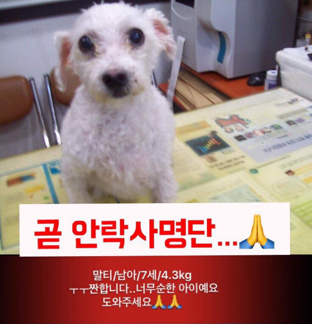 곧 안락사 될 강아지랑 방사 될 고양이 봐줘ㅜㅜ | 인스티즈
