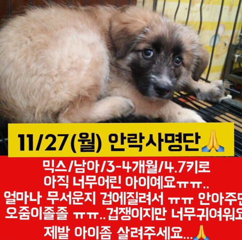 낼 안락사될 아이들 한번씩이라도 보고가줘ㅠㅠㅠ | 인스티즈