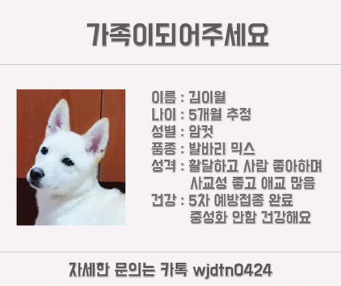 안락사명단 강아지 고양이 너무많아 꼭 봐줘..ㅠㅠ | 인스티즈
