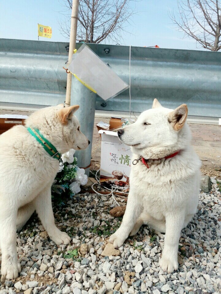나의 반려견 매실이가 개소주가 되어 돌아온것을 알리니 사람들은 나를 개소주녀 라고 부릅니다 | 인스티즈