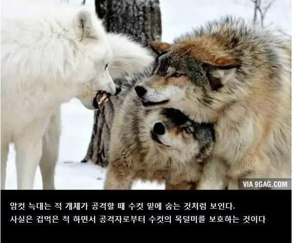 늑대같은 남자를 만나야 하는 이유 | 인스티즈