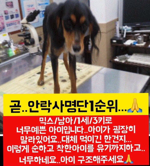 안락사 명단 아이들 보고가줘ㅠㅠ | 인스티즈
