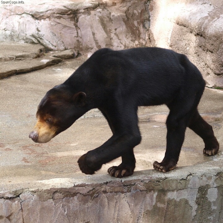 기괴하게 생긴걸로는 만렙보스인 말레이곰 (혐오주의) | 인스티즈