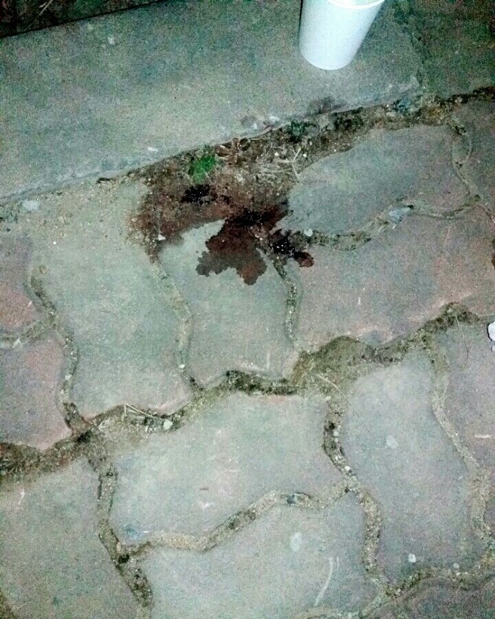 나의 반려견 매실이가 개소주가 되어 돌아온것을 알리니 사람들은 나를 개소주녀 라고 부릅니다 | 인스티즈