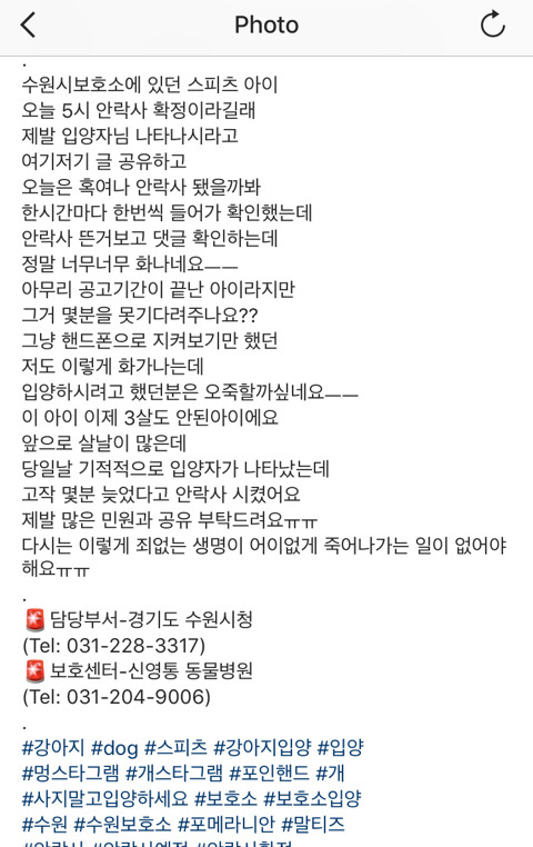 안락사 직전 강아지 입양의사밝혔는데 14분늦었다고 안락사시킨 사건 | 인스티즈