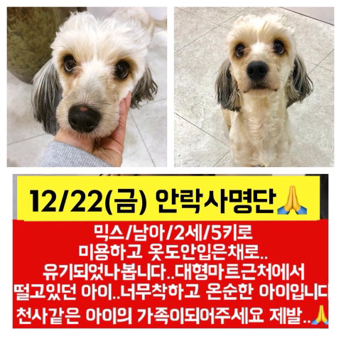 몇시간 후면 안락사될 아이들 보고가줘ㅠㅠㅠ 넘 귀여운 똥강아지도 잇어 | 인스티즈