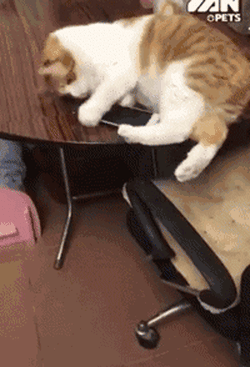 휴대폰이 무서운 아기냥.gif | 인스티즈