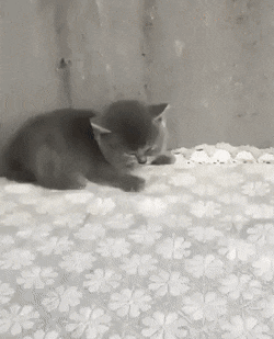 휴대폰이 무서운 아기냥.gif | 인스티즈