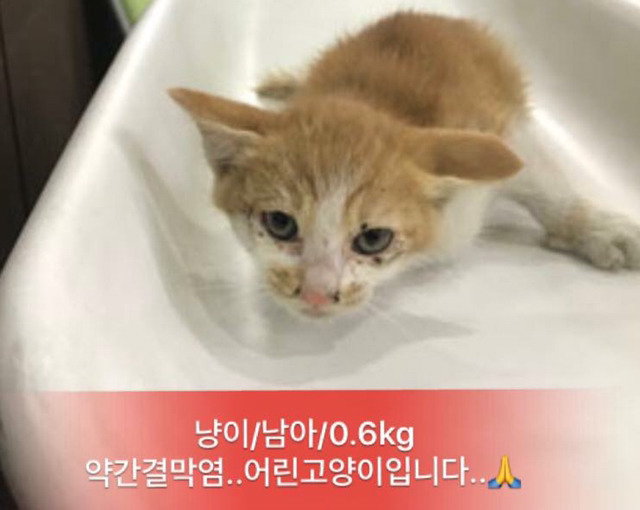 금요일 안락사.방사될 강아지고양이 보고가줘ㅠㅠ | 인스티즈