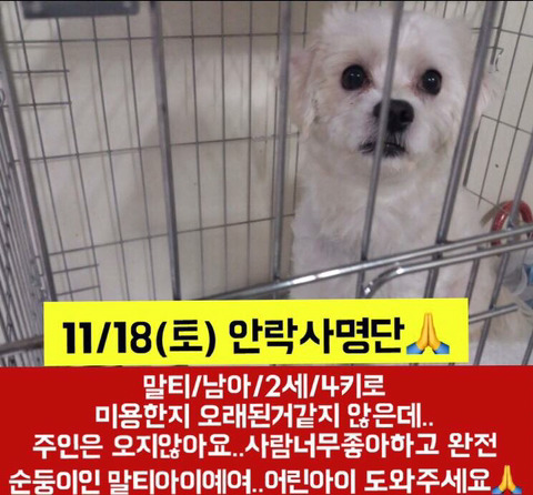 안락사 명단 아이들 보고가줘ㅠㅠ | 인스티즈