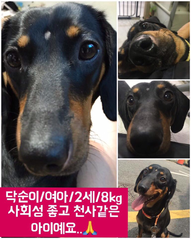 곧 안락사 될 강아지랑 방사 될 고양이 봐줘ㅜㅜ | 인스티즈