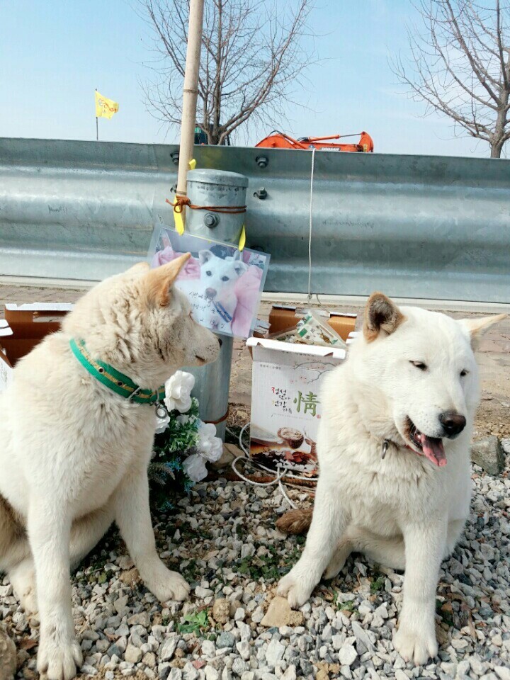 나의 반려견 매실이가 개소주가 되어 돌아온것을 알리니 사람들은 나를 개소주녀 라고 부릅니다 | 인스티즈