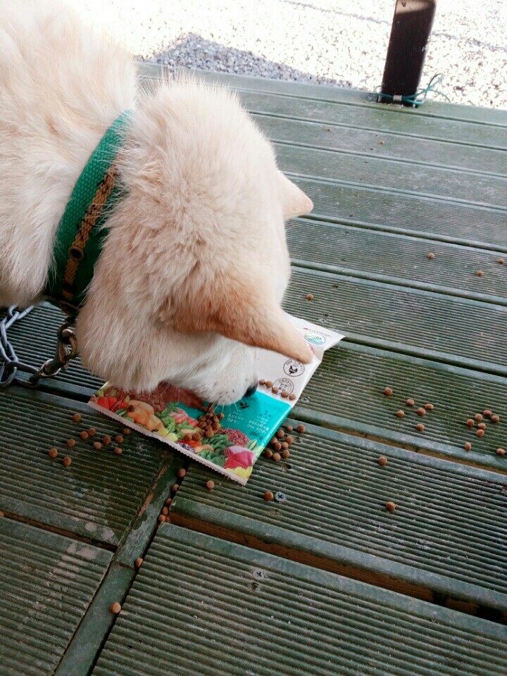 나의 반려견 매실이가 개소주가 되어 돌아온것을 알리니 사람들은 나를 개소주녀 라고 부릅니다 | 인스티즈