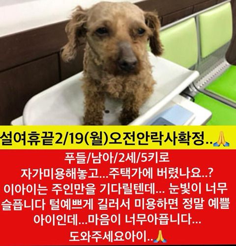 설끝나자마자 안락사 될 아이들 보고가주라!!ㅠㅠ | 인스티즈