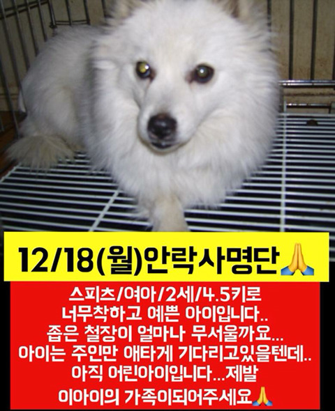 월요일날 안락사될 애기들 보고가줘ㅠㅠㅠ | 인스티즈