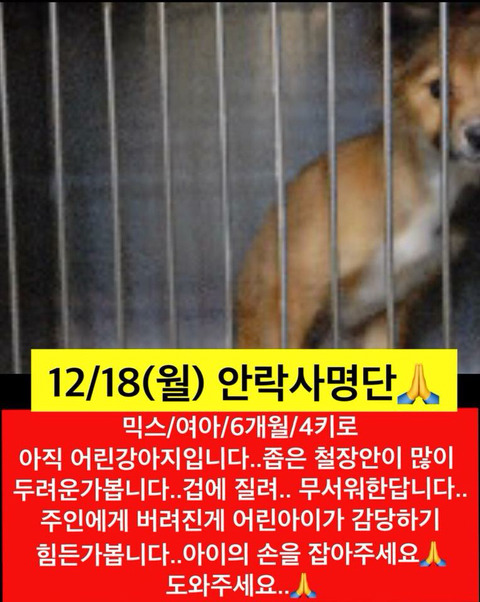 월요일날 안락사될 애기들 보고가줘ㅠㅠㅠ | 인스티즈