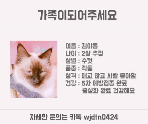 안락사명단 강아지 고양이 너무많아 꼭 봐줘..ㅠㅠ | 인스티즈