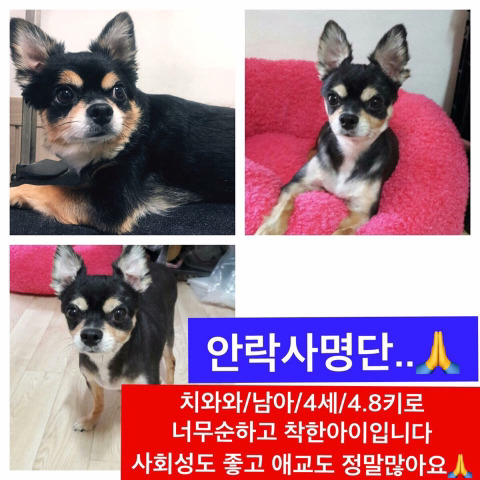 안락사명단 강아지 고양이 너무많아 꼭 봐줘..ㅠㅠ | 인스티즈