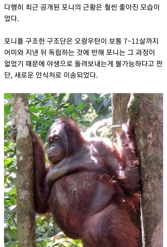 6년간 성노예로 살았던 암컷 오랑우탄 최근 근황 | 인스티즈