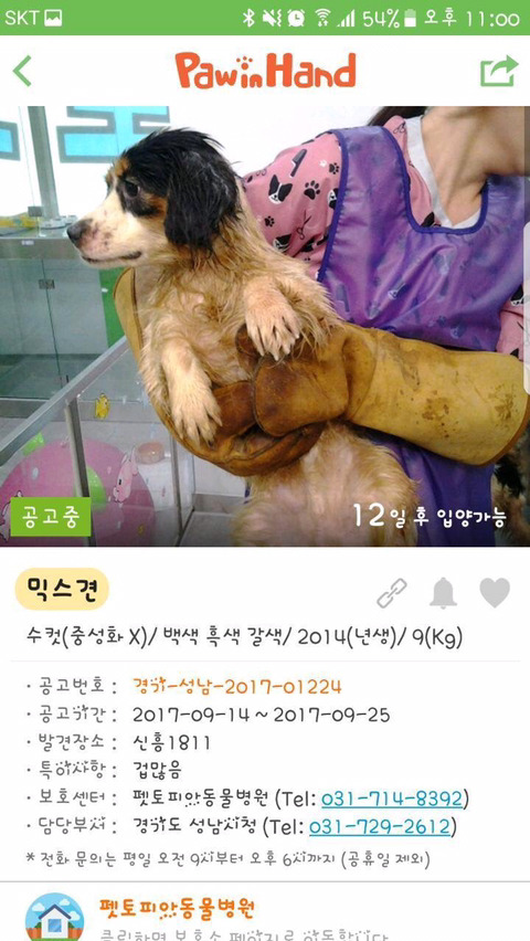 안락사명단 강아지 고양이 너무많아 꼭 봐줘..ㅠㅠ | 인스티즈