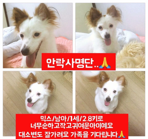 안락사명단 강아지 고양이 너무많아 꼭 봐줘..ㅠㅠ | 인스티즈