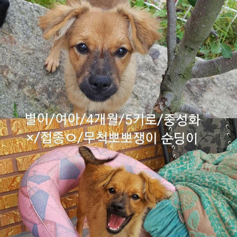안락사명단 강아지 고양이 너무많아 꼭 봐줘..ㅠㅠ | 인스티즈
