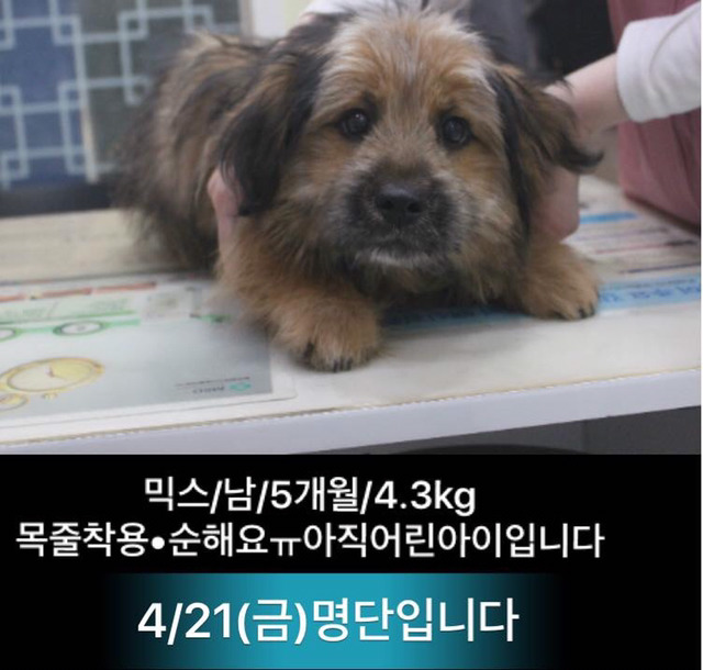 금요일날 안락사 되는 애기들이래ㅠㅠ | 인스티즈