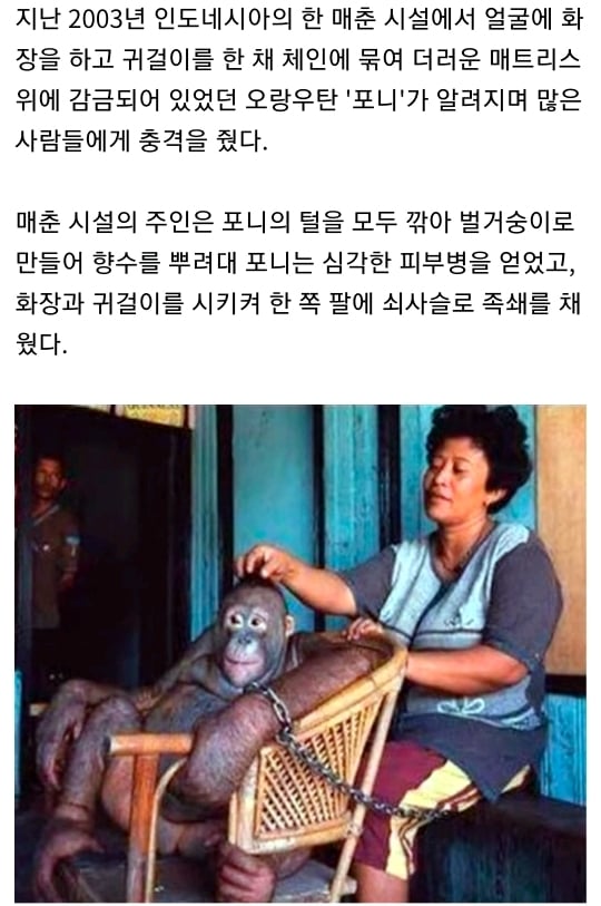 6년간 성노예로 살았던 암컷 오랑우탄 최근 근황 | 인스티즈
