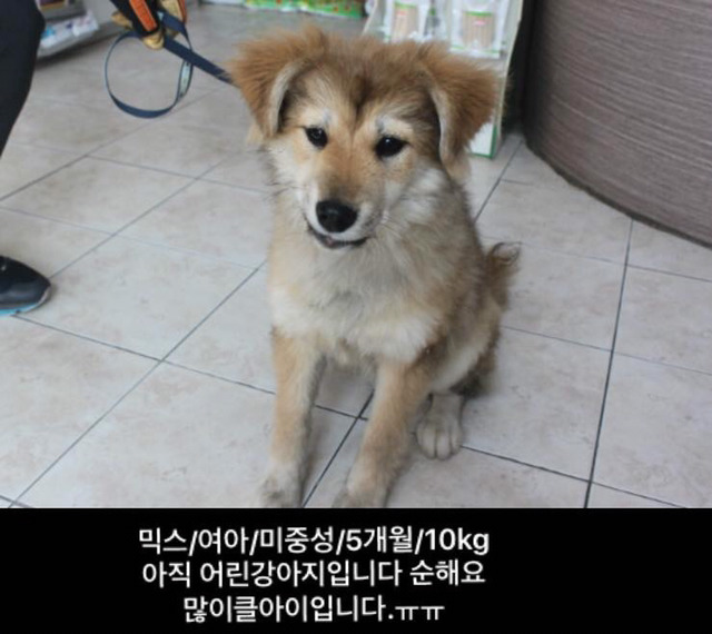 금요일날 안락사 되는 애기들이래ㅠㅠ | 인스티즈