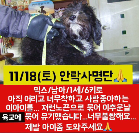 안락사 명단 아이들 보고가줘ㅠㅠ | 인스티즈