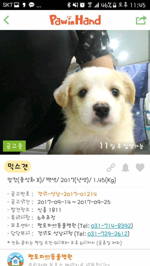 안락사명단 강아지 고양이 너무많아 꼭 봐줘..ㅠㅠ | 인스티즈