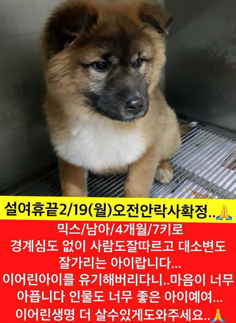 설끝나자마자 안락사 될 아이들 보고가주라!!ㅠㅠ | 인스티즈