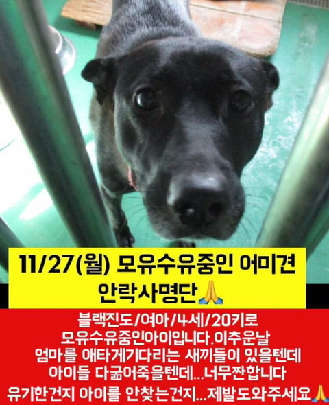 낼 안락사될 아이들 한번씩이라도 보고가줘ㅠㅠㅠ | 인스티즈