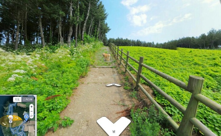 다음 로드뷰 울릉도 죽도 강아지.jpg | 인스티즈